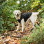 Black Packable Dog Raincoat